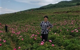 馬紅